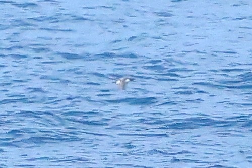 Common Murre - ML645875874