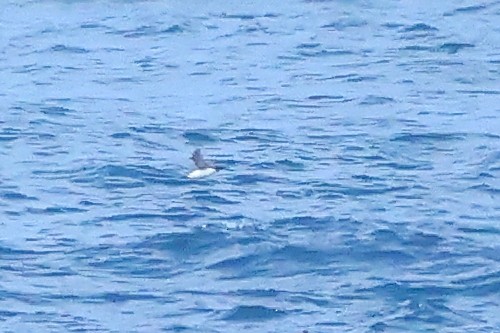 Common Murre - ML645875875