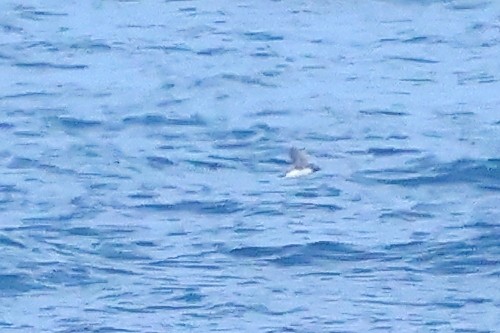 Common Murre - ML645875876