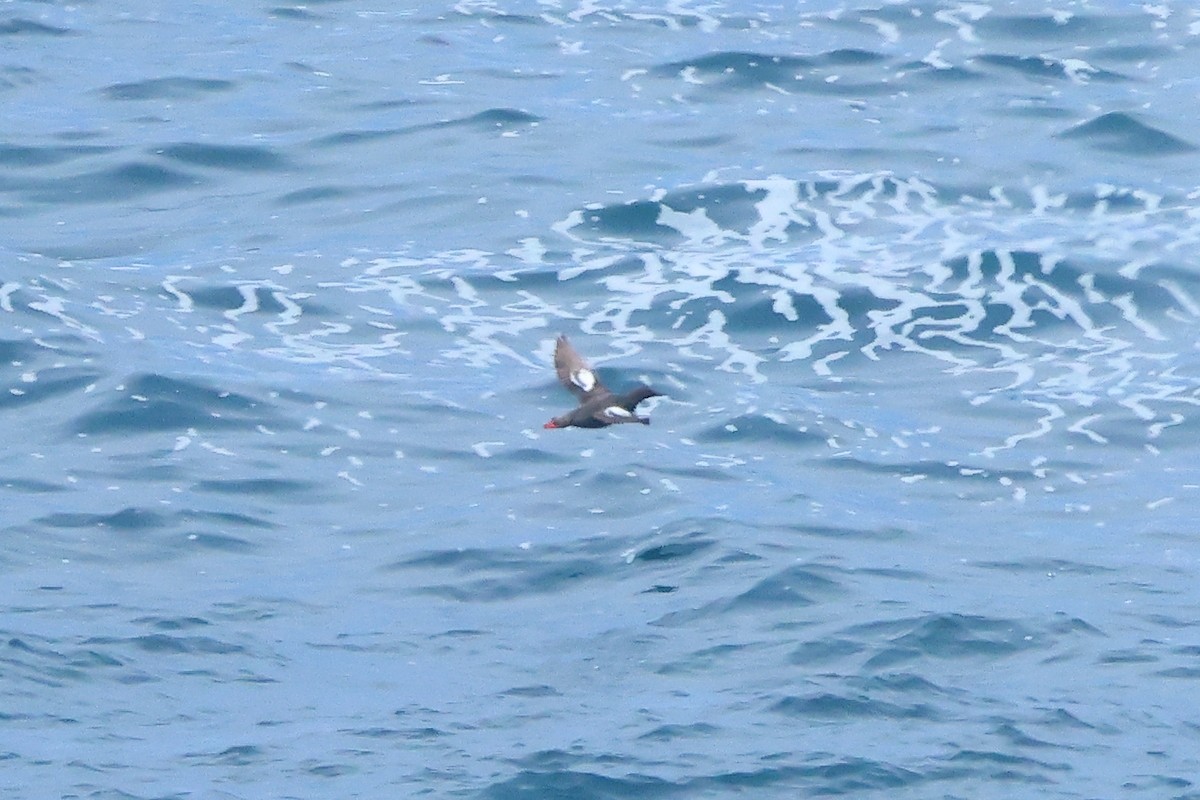 Pigeon Guillemot - ML645875877