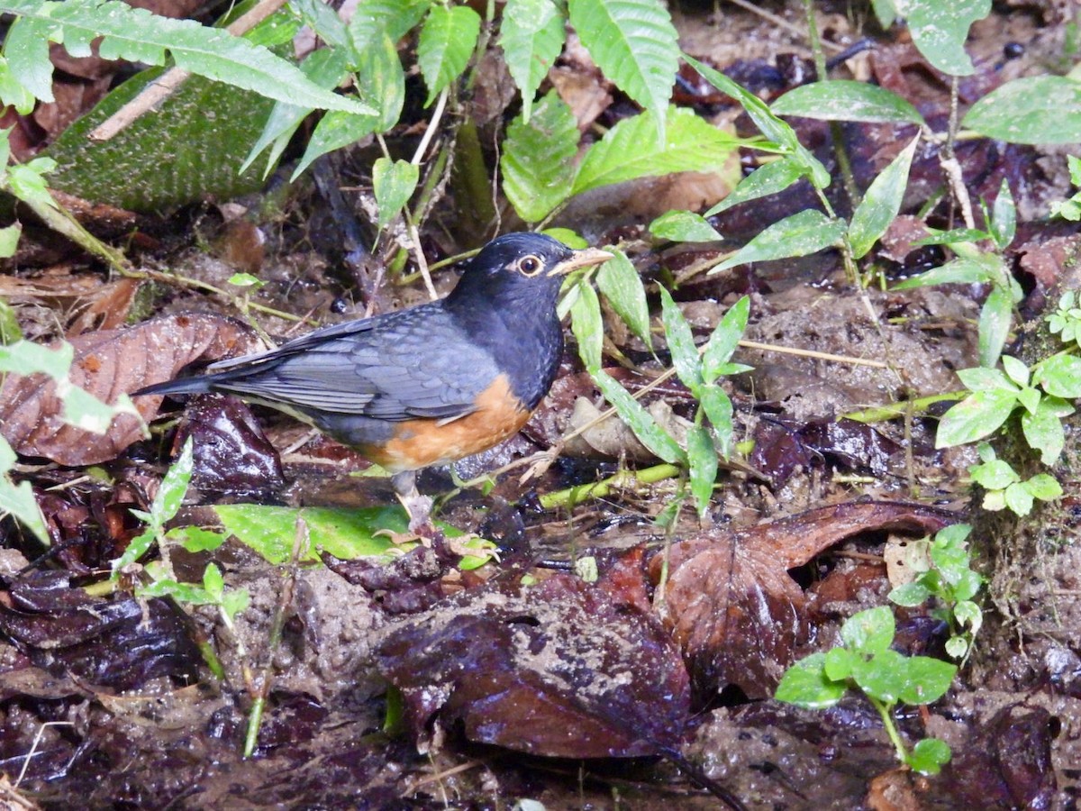 Черногрудый дрозд - ML645875885