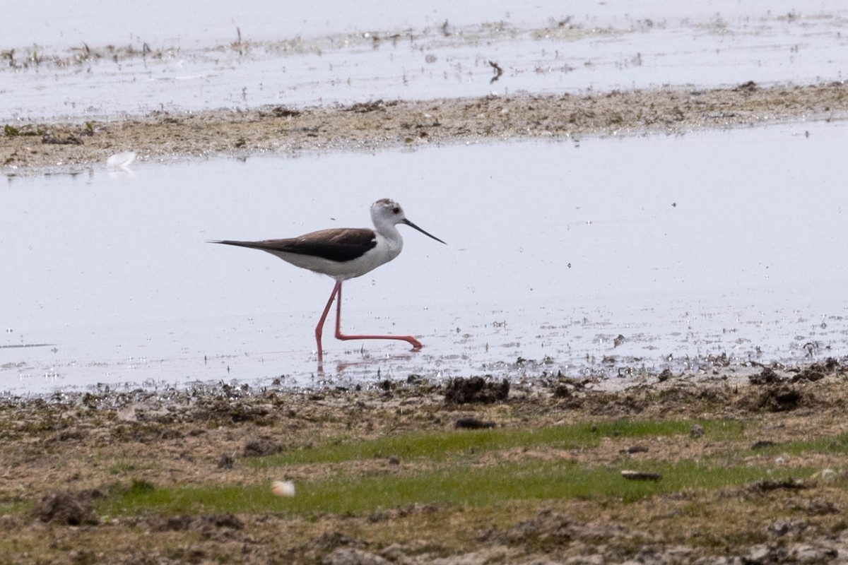 Zankaluze eurasiarra - ML645875888