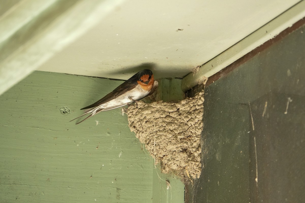 Welcome Swallow - ML645875889