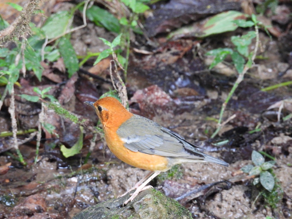 Orange-headed Thrush - ML645875890