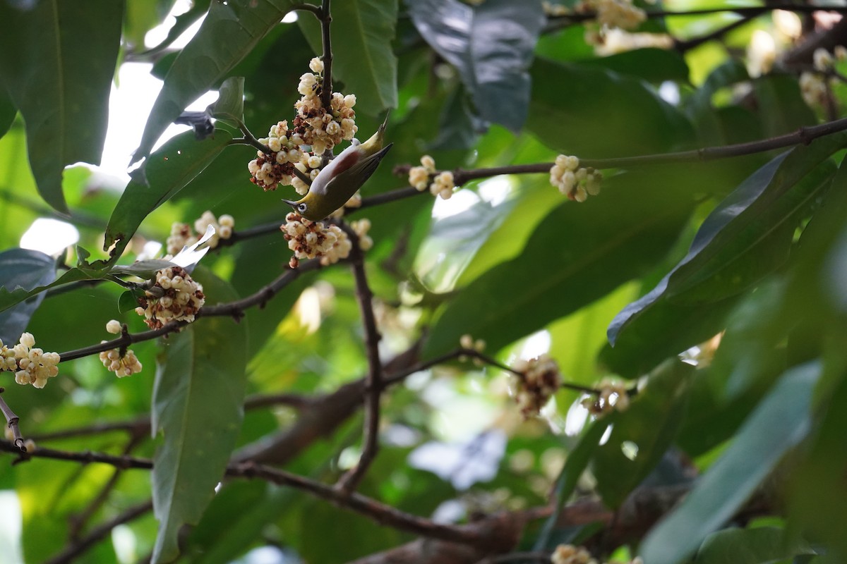 Chestnut-flanked White-eye - ML645875892