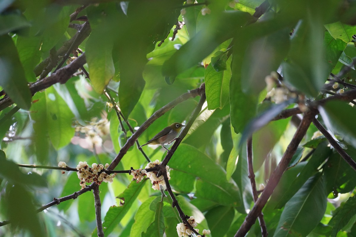 Chestnut-flanked White-eye - ML645875893