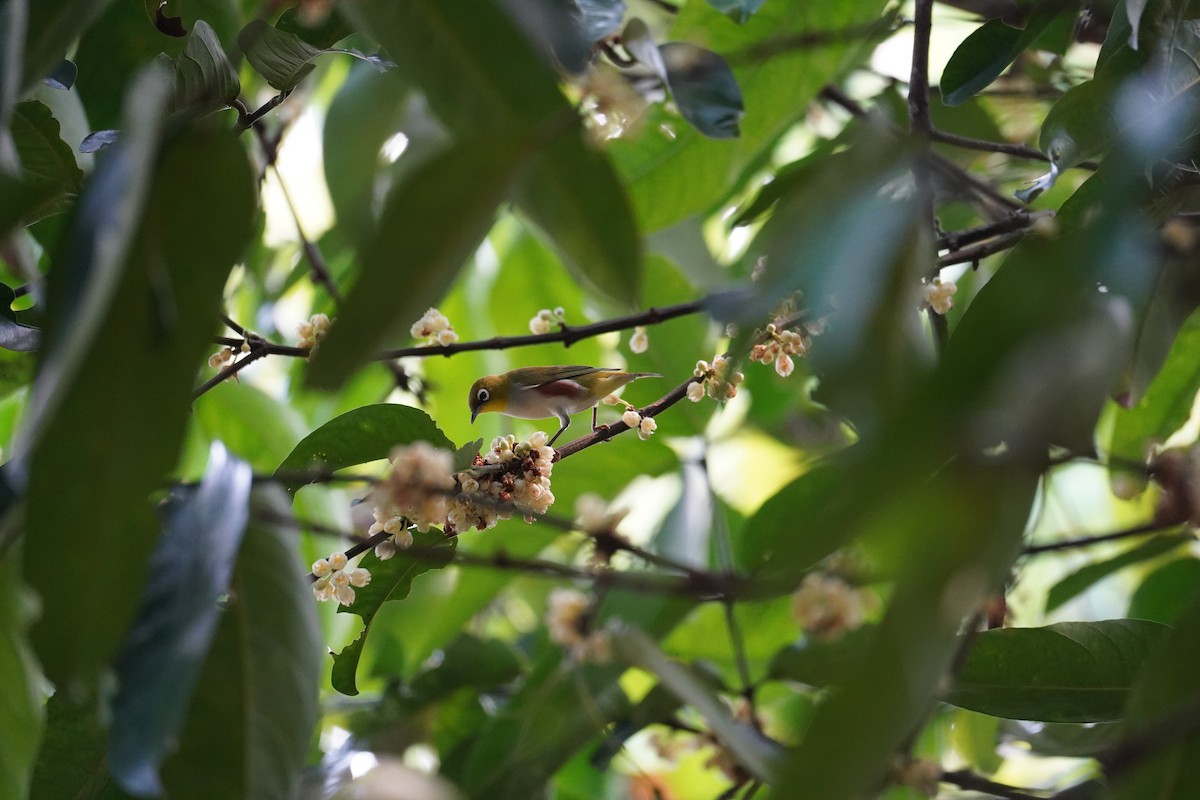 Chestnut-flanked White-eye - ML645875894