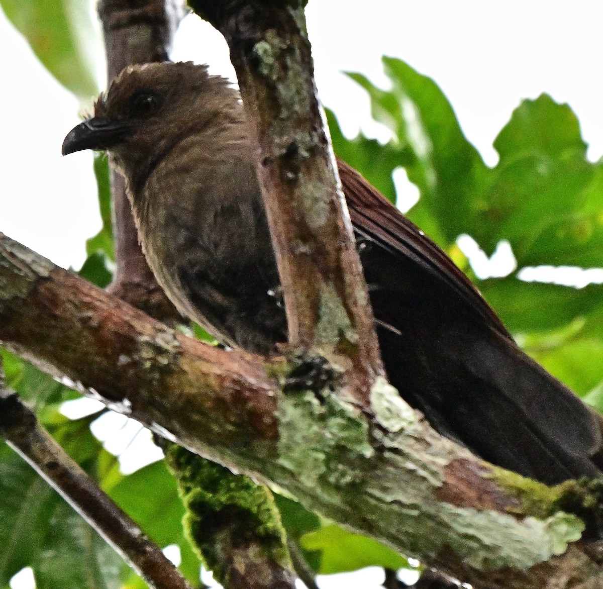 Andaman Coucal - ML645875895