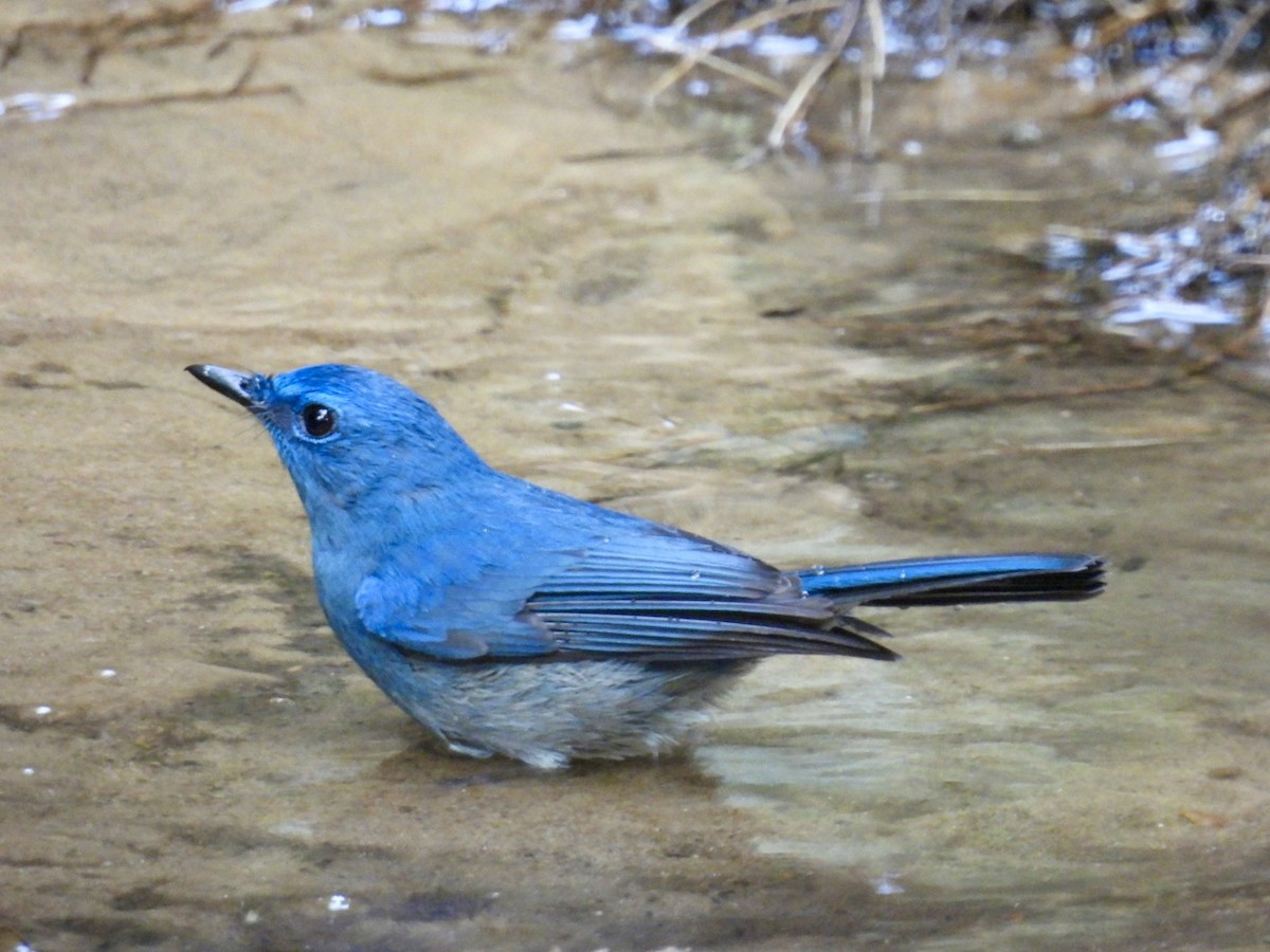 Pale Blue Flycatcher - ML645875899