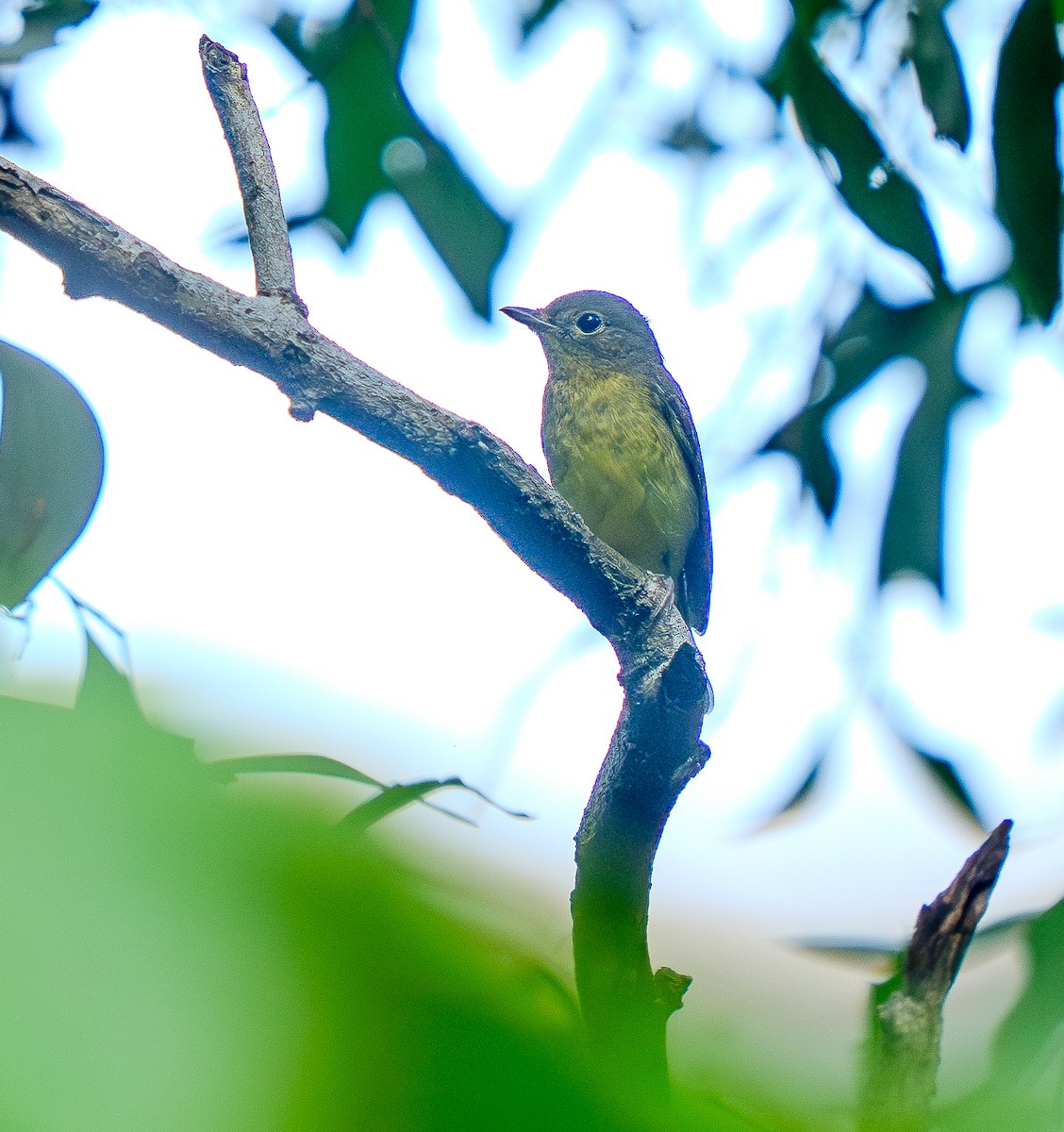 Green-backed Flycatcher - ML645875902