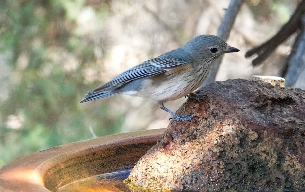 Rufous Whistler - ML645875903