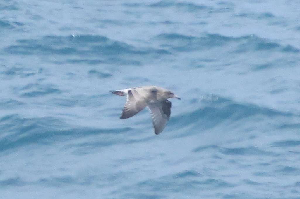 Heermann's Gull - ML645875904