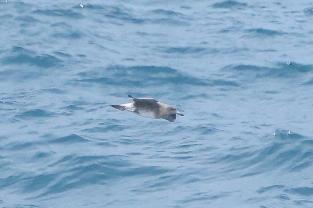 Heermann's Gull - ML645875905