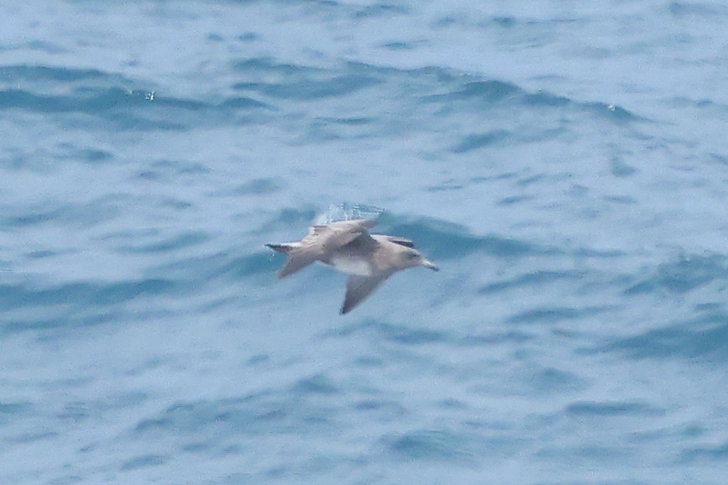 Heermann's Gull - ML645875906