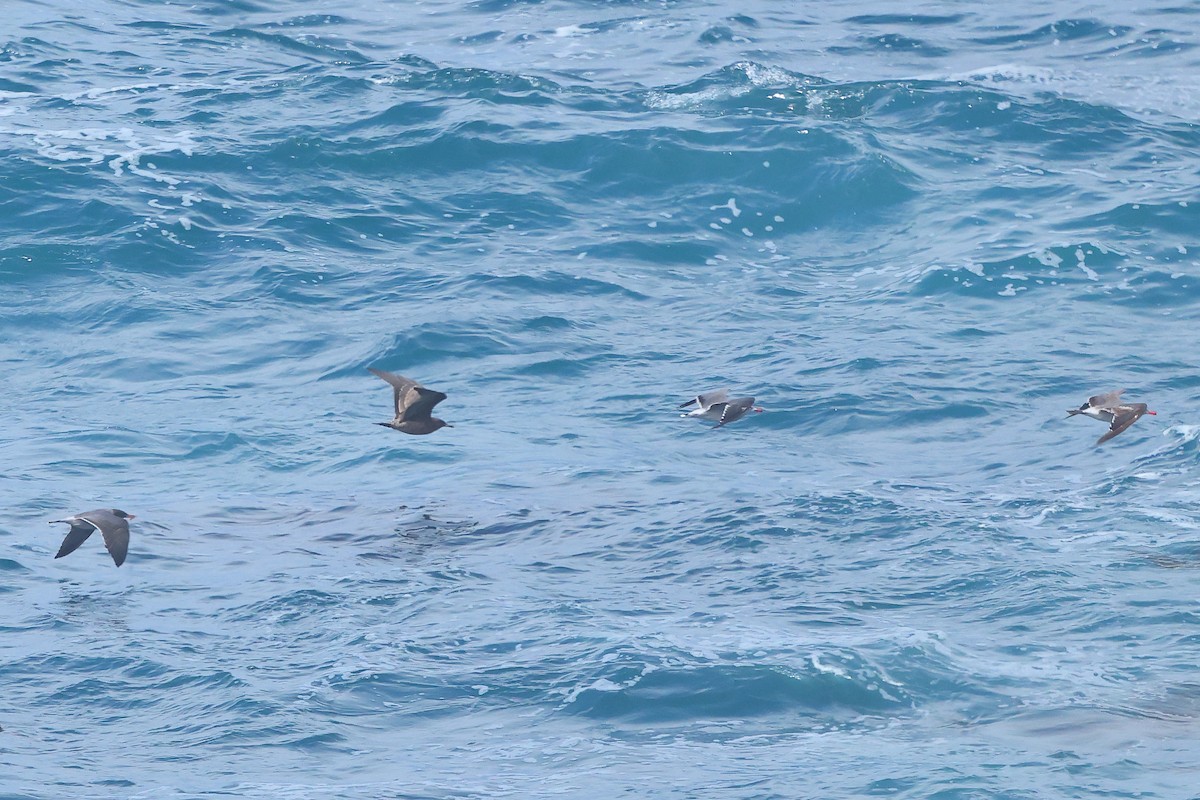 Heermann's Gull - ML645875907