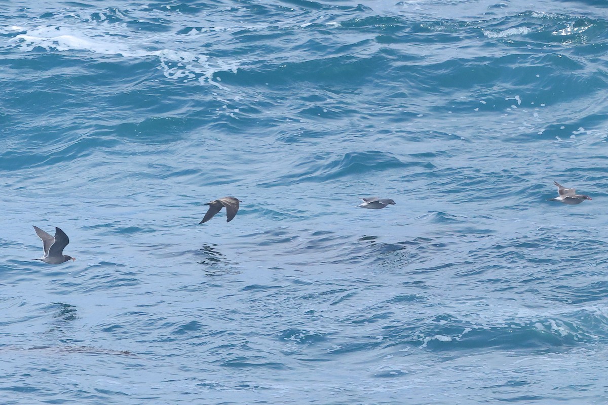 Heermann's Gull - ML645875908