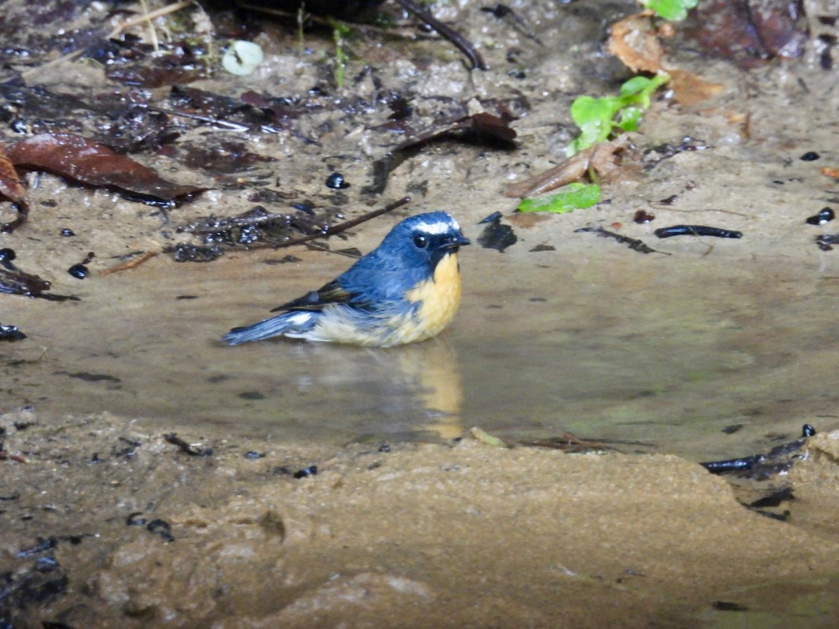 Snowy-browed Flycatcher - ML645875912