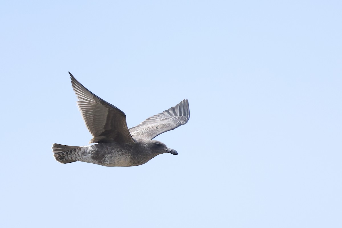 Western Gull - ML645875914