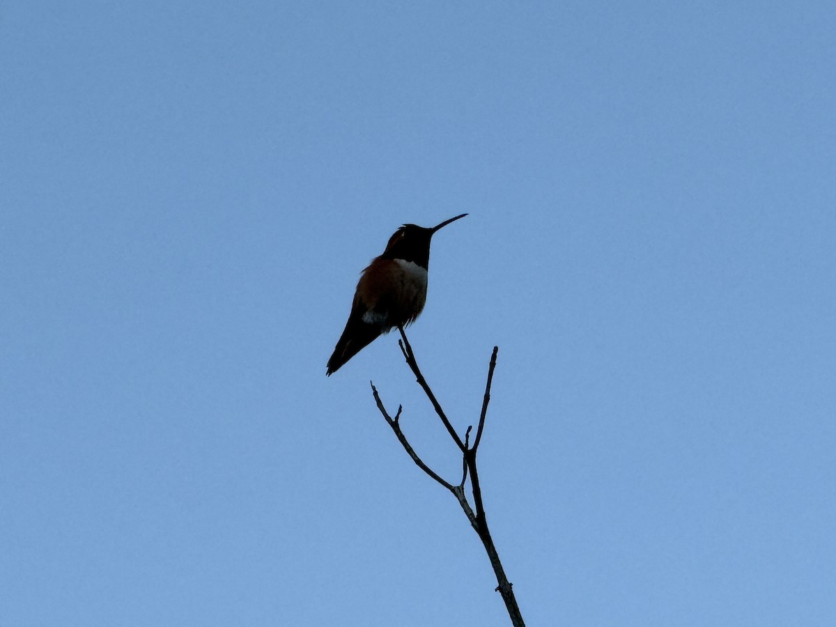 Allen's Hummingbird - ML645875918