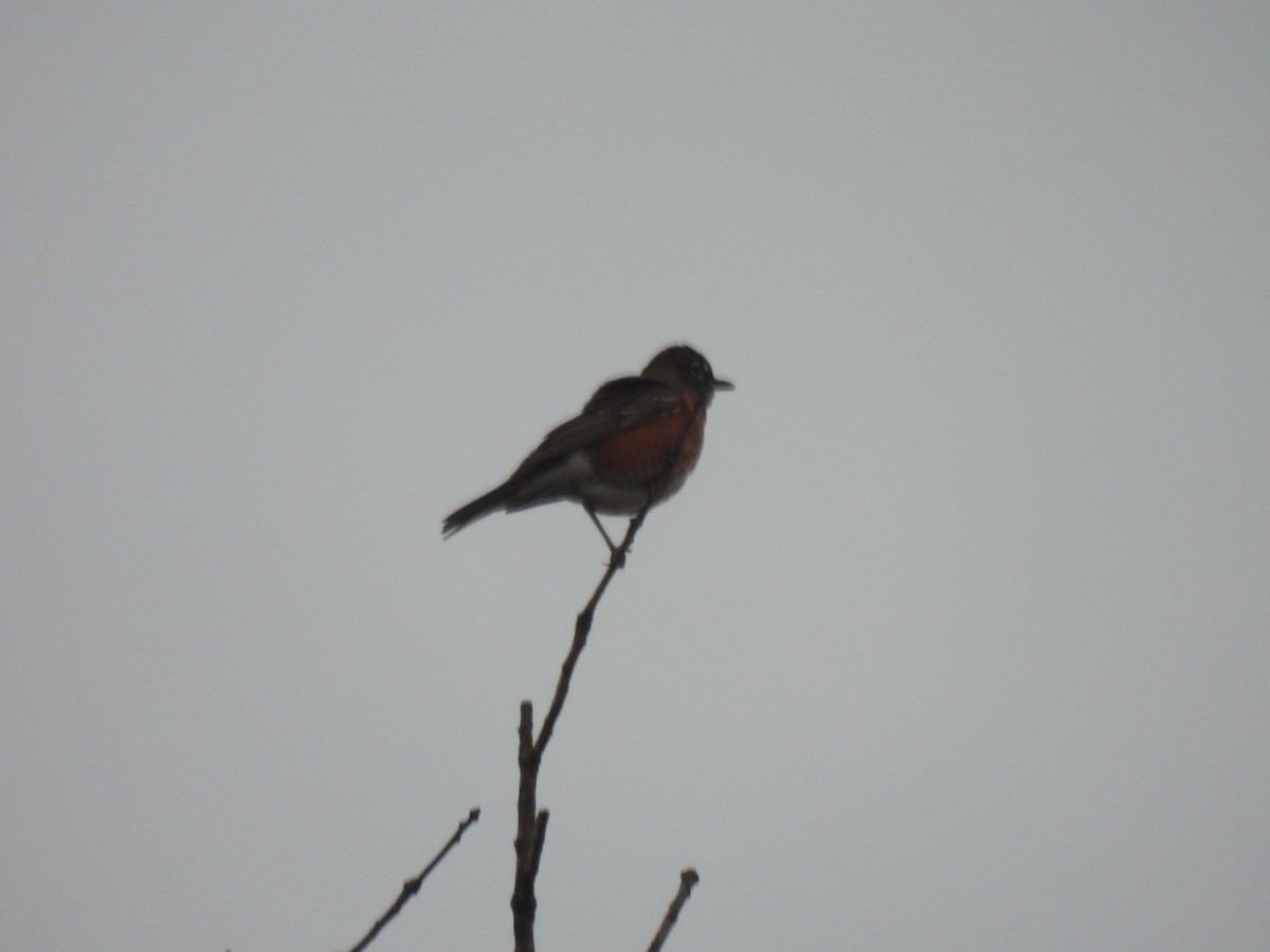 American Robin - ML645875922
