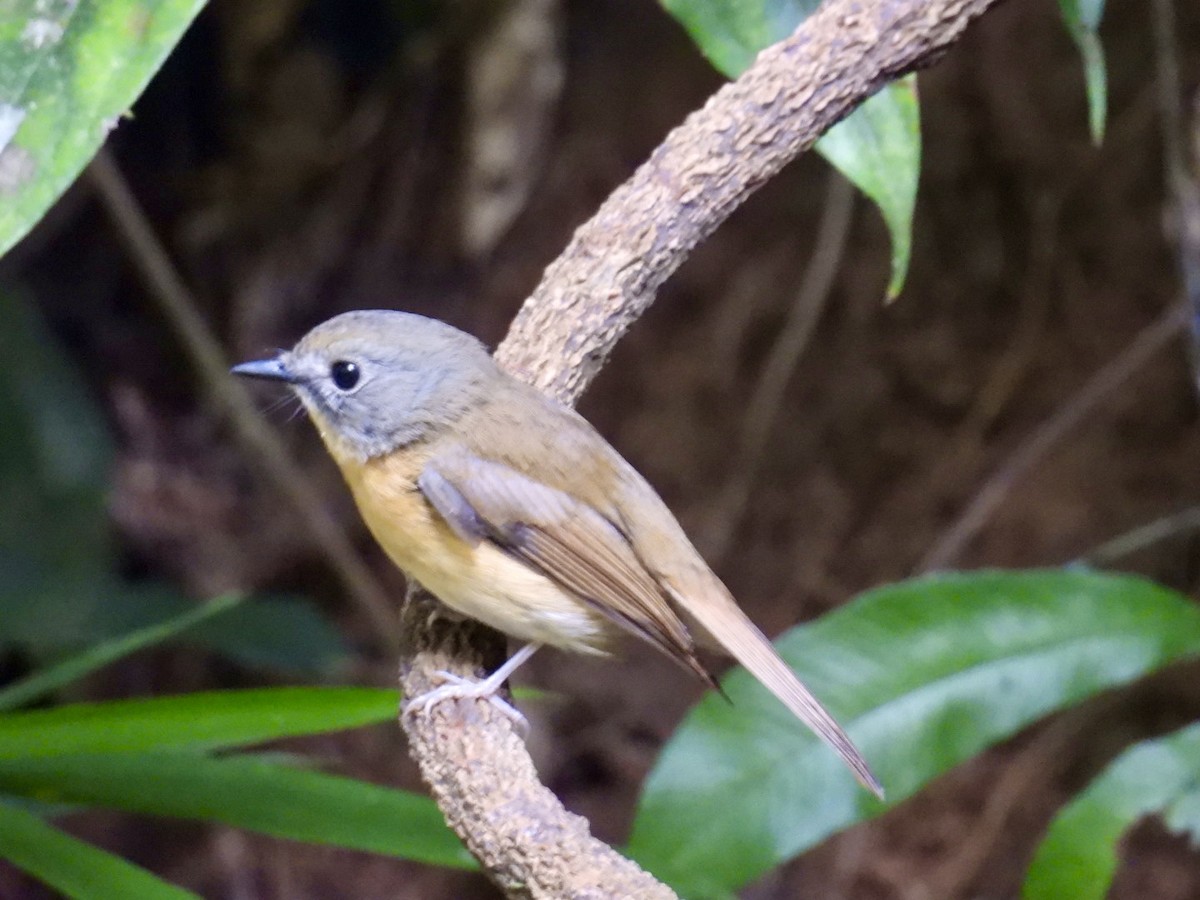 Pale-chinned Flycatcher - ML645875923