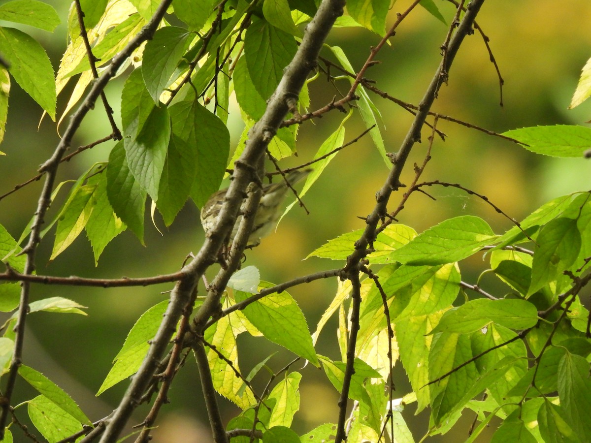 Cape May Warbler - ML645875925