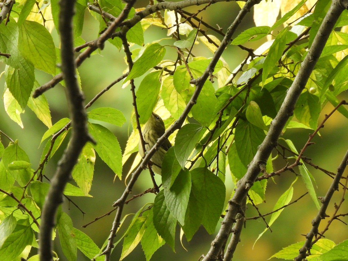 Cape May Warbler - ML645875926