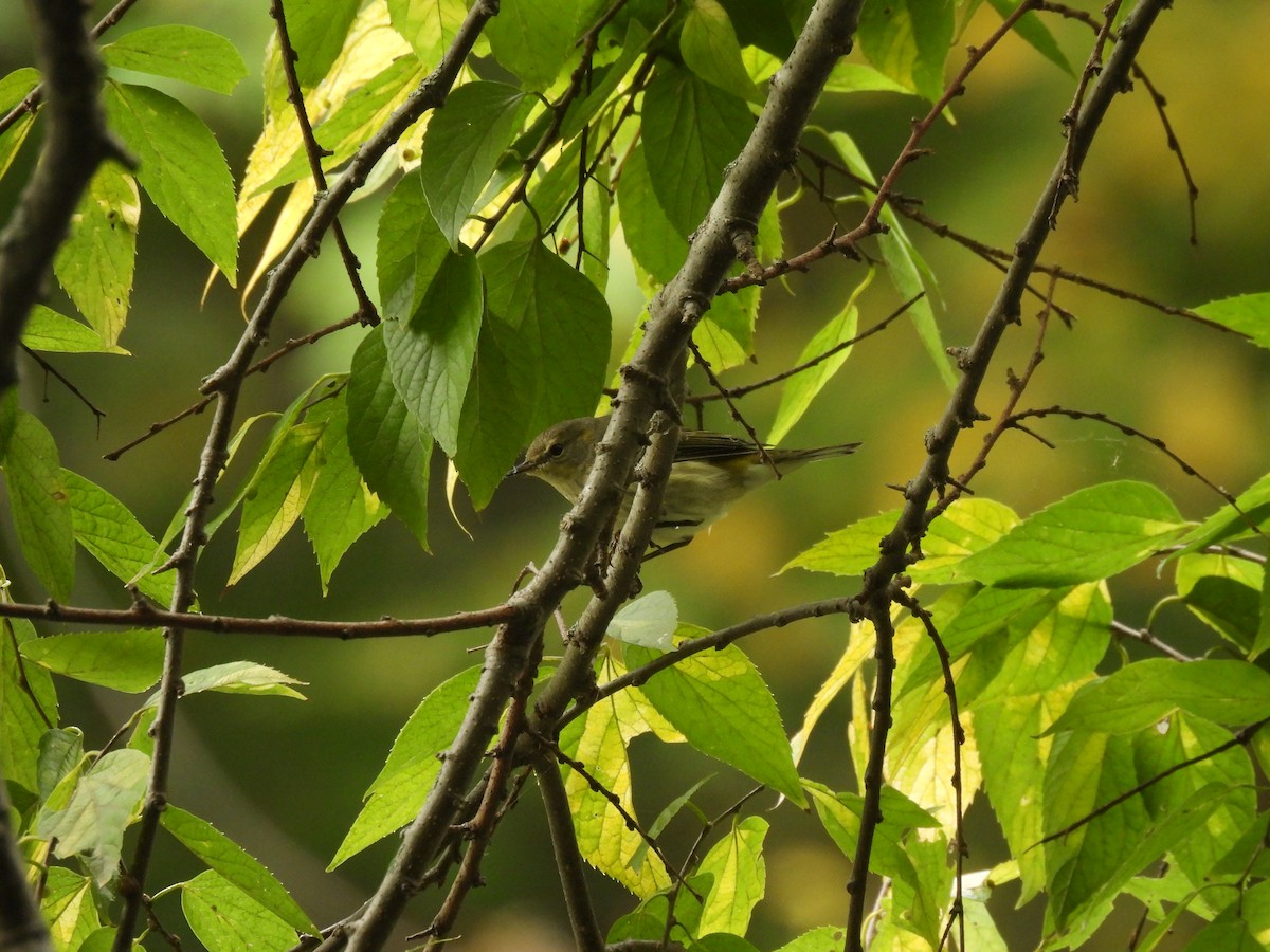 Cape May Warbler - ML645875927