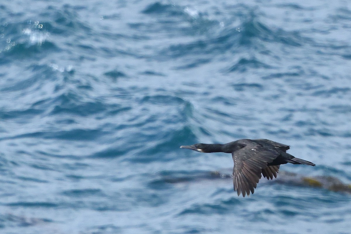 Brandt's Cormorant - ML645875929