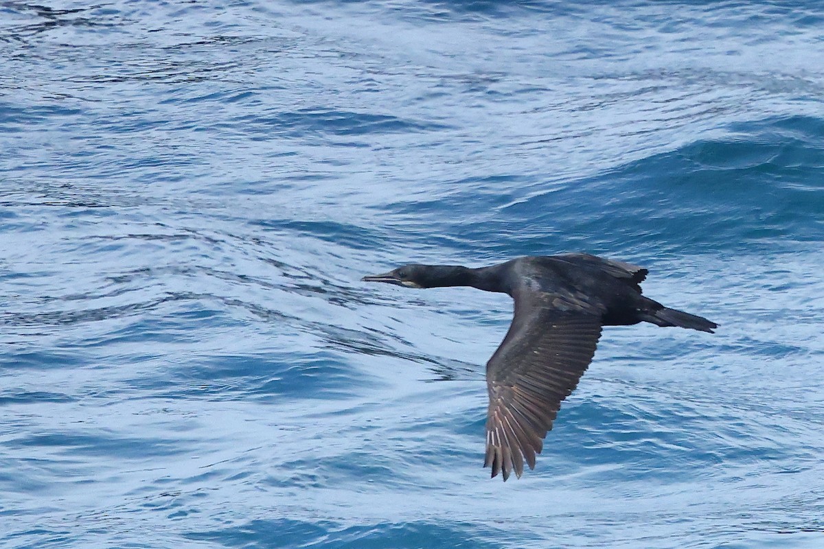 Brandt's Cormorant - ML645875930