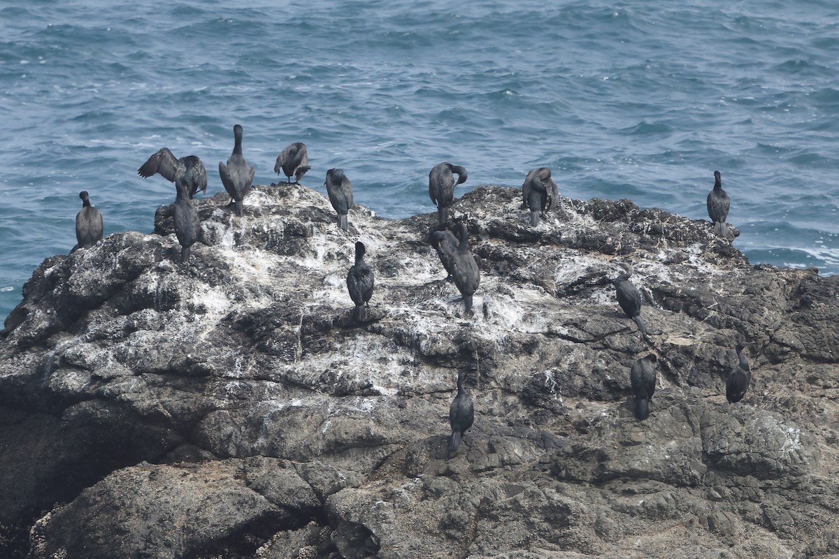Brandt's Cormorant - ML645875931