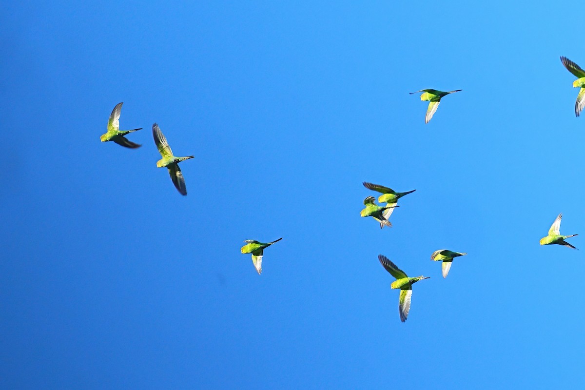 Budgerigar - ML645875932