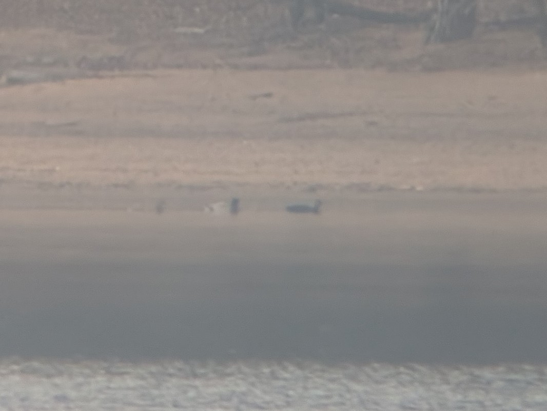 American Black Duck - ML645875933