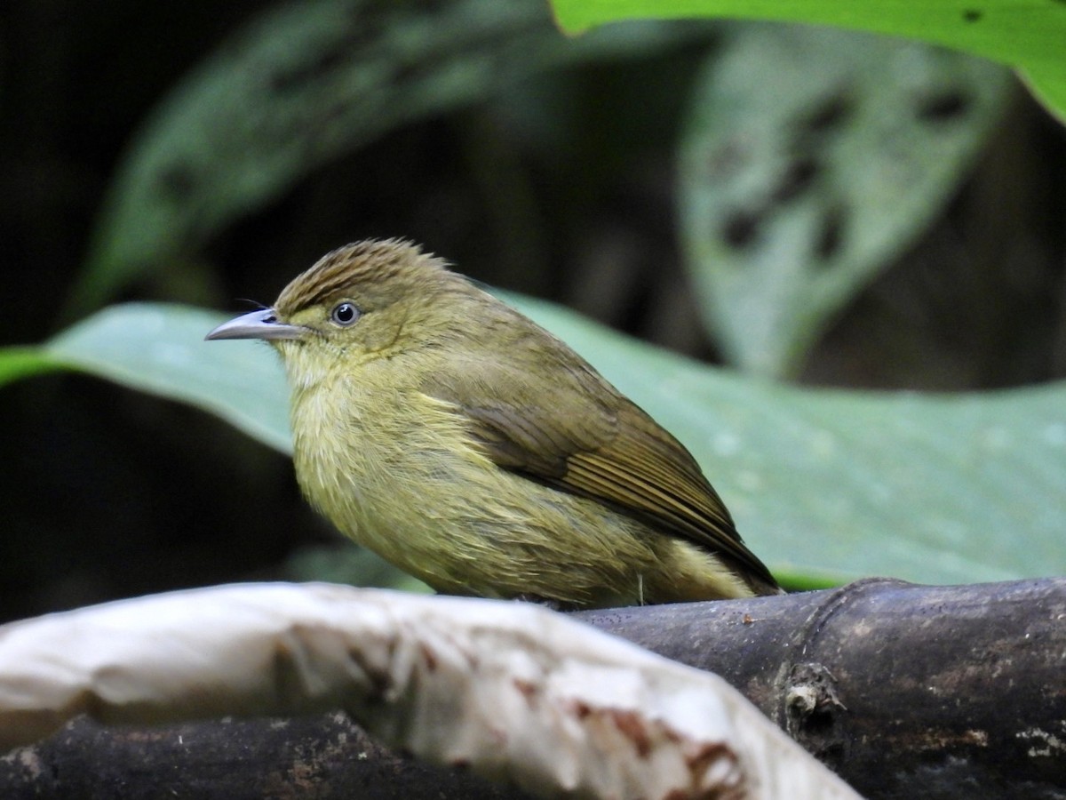 Cachar Bulbul - ML645875934