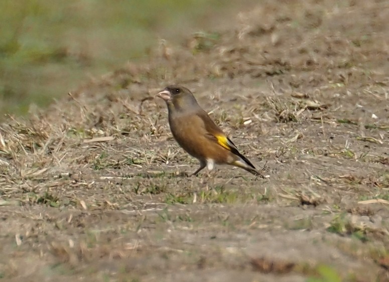 Oriental Greenfinch - ML645875936