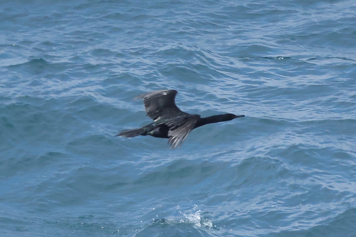 Pelagic Cormorant - ML645875938