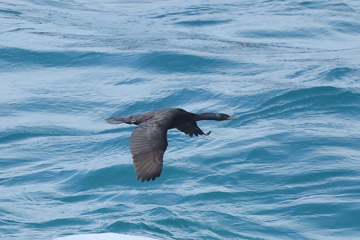 Pelagic Cormorant - ML645875939