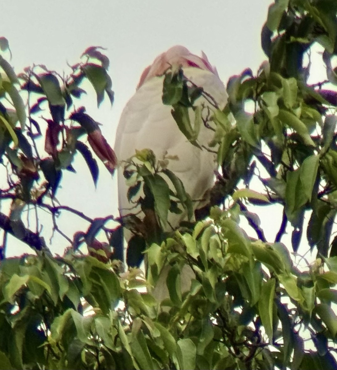 Salmon-crested Cockatoo - ML645875943