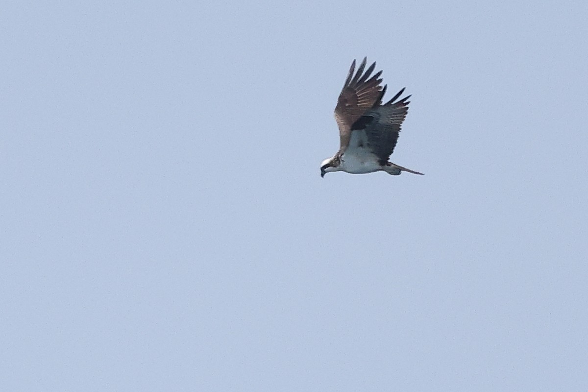 Osprey - ML645875944