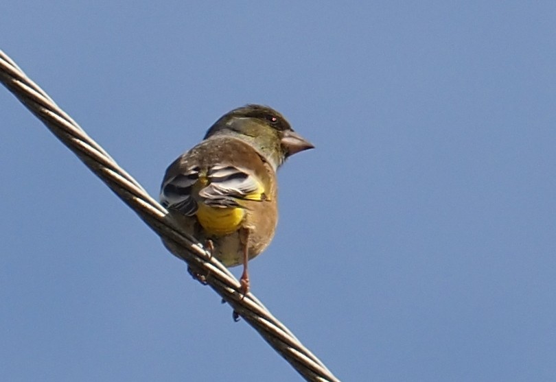 Oriental Greenfinch - ML645875945