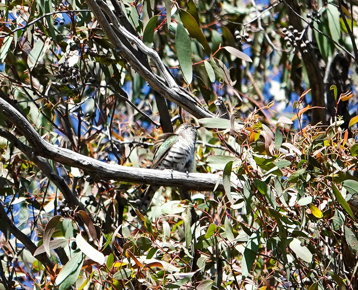 Shining Bronze-Cuckoo - ML645875948