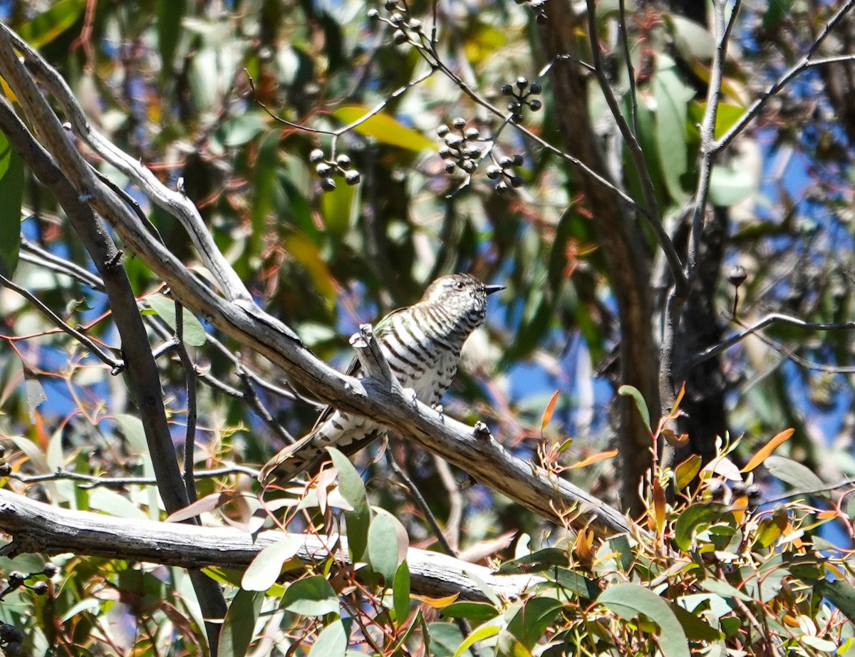 Shining Bronze-Cuckoo - ML645875949