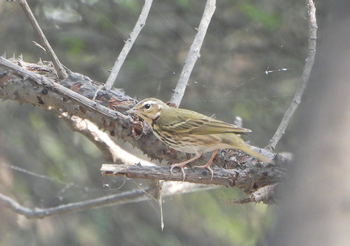 Olive-backed Pipit - ML645875951
