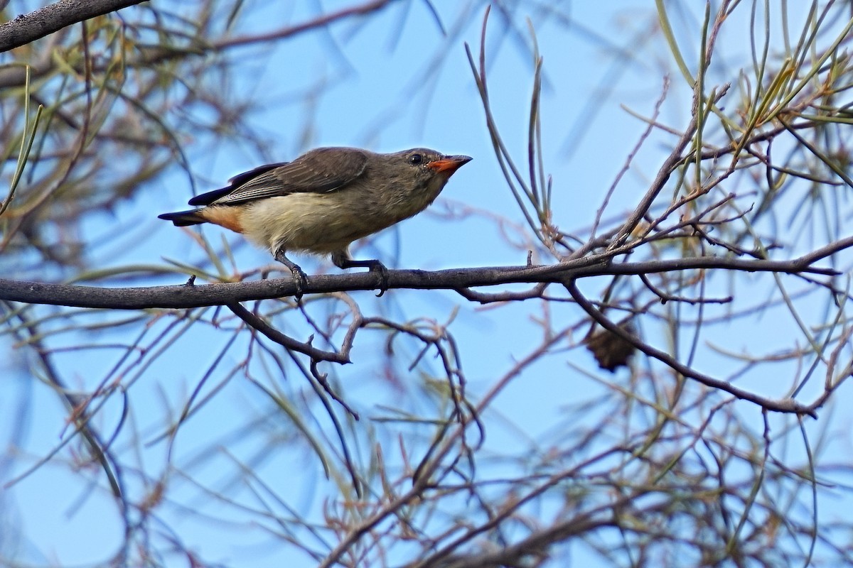 Mistletoebird - ML645875956