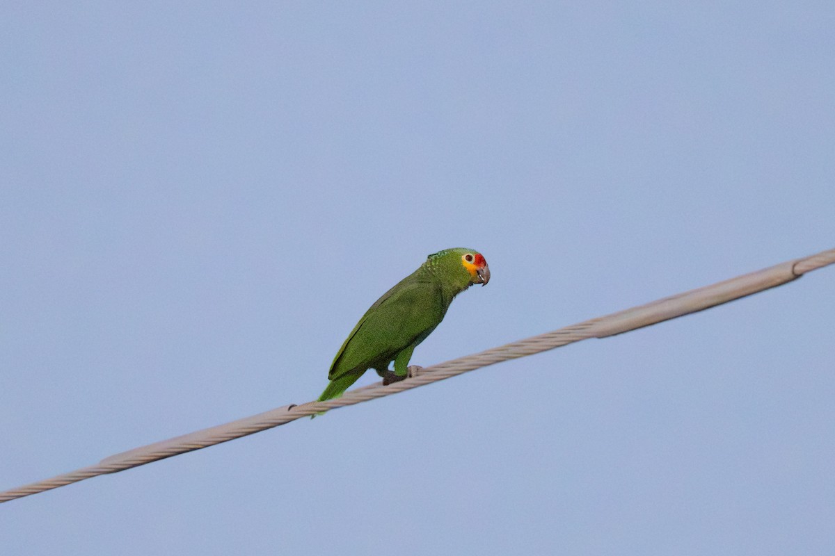 Amazone à lores rouges - ML645875960