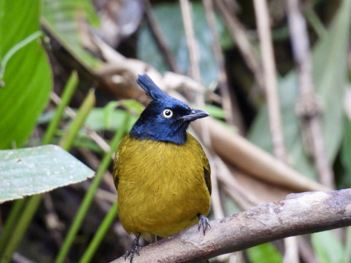 Bulbul à huppe noire - ML645875963