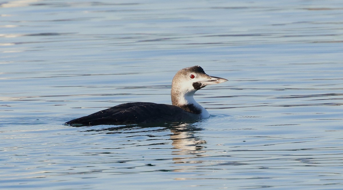 Plongeon huard - ML645875965