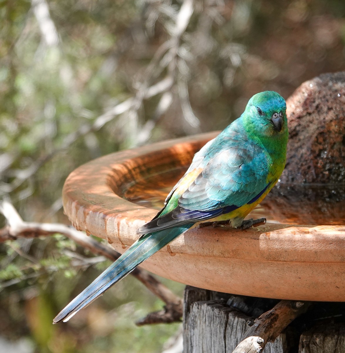 Perruche à croupion rouge - ML645875966