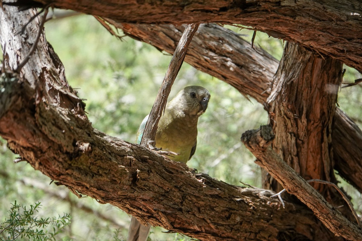 Perruche à croupion rouge - ML645875967
