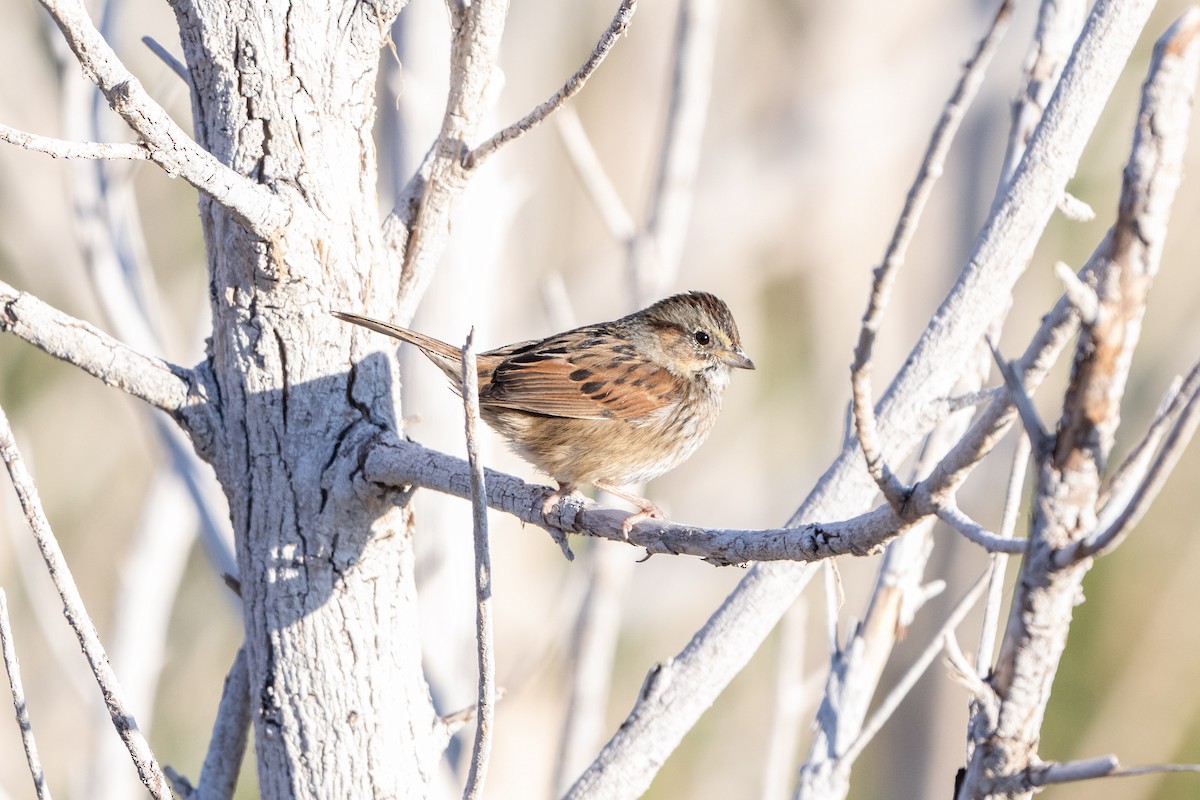 Bruant des marais - ML645875973